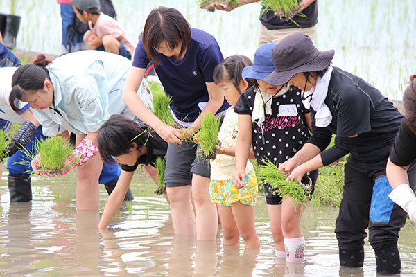 田植え体験の様子